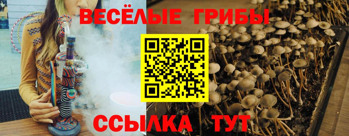 Псилоцибиновые грибы Psilocybine cubensis Норильск